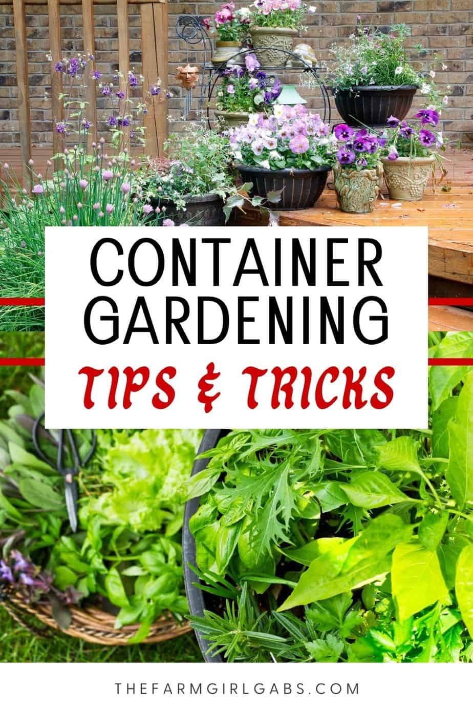 Container Gardening 101: Tips and Tricks To Grow The Most Beautiful ...