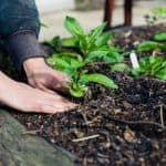 Ready to dig in and start gardening? Follow these beginner gardening tips for How To Prepare A New Garden Bed. Learn how to grow the best garden on the block. Whether you are planting a vegetable garden or flower garden, read these expert gardening tips from a pro that will help you plant your best backyard garden ever!