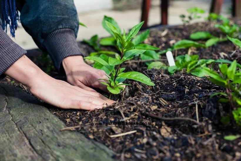 Ready to dig in and start gardening? Follow these beginner gardening tips for How To Prepare A New Garden Bed. Learn how to grow the best garden on the block. Whether you are planting a vegetable garden or flower garden, read these expert gardening tips from a pro that will help you plant your best backyard garden ever!