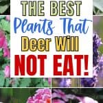 Do you have trouble with the deer population in your area? They love to eat the beautiful flowers and plants in our garden. Here are some deer-resistant plants that you can plant in your garden and the deer should not eat. These gardening tips will help you choose plants and flowers that deer will not eat. Read this post for helpful gardening tips to keep the deer away from your flowers and plants. A guide of the best plants and flowers deer will not eat.