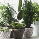 While some houseplants take a lot of time and upkeep, there are a variety of easy-care houseplants that are fairly maintenance-free. Do you have any of these low maintenance houseplants in your home?
