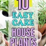 While some houseplants take a lot of time and upkeep, there are a variety of easy-care houseplants that are fairly maintenance-free. Do you have any of these low maintenance houseplants in your home?