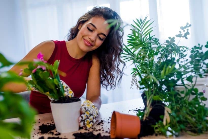 Easy Care Houseplants For Beginners - The Farm Girl Gabs®