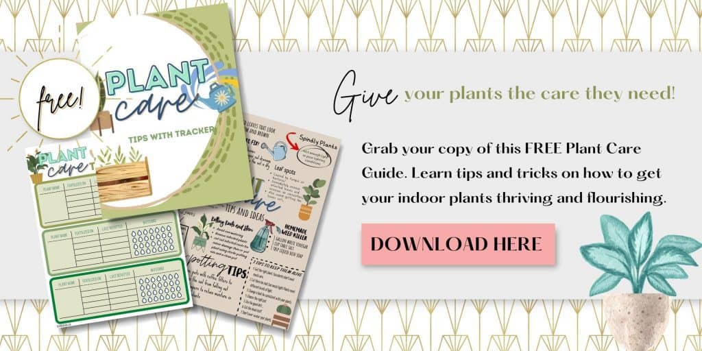 jade plant soil mix Jade Plant Potting Soil Mix