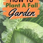 Fall is still a perfect time to enjoy some vegetables from your garden. Here are five easy fall vegetables to grow from seed. Learn how to grow a fall vegetable garden. Follow these easy fall gardening tips for the best vegetables to plant in a fall garden. Download a free gardening book too.