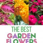 Spring has sprung. It's time to get digging in the garden with these Five Easy Care Garden Flowers. These flowering annuals will thrive all season long. Check out these best easy-care annuals to plant in your flower beds this year. These spring gardening tips will have your flower gardens flourishing in no time. No-fail flowers to plant in your garden.