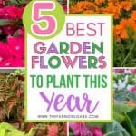 Spring has sprung. It's time to get digging in the garden with these Five Easy Care Garden Flowers. These flowering annuals will thrive all season long. Check out these best easy-care annuals to plant in your flower beds this year. These spring gardening tips will have your flower gardens flourishing in no time. No-fail flowers to plant in your garden.
