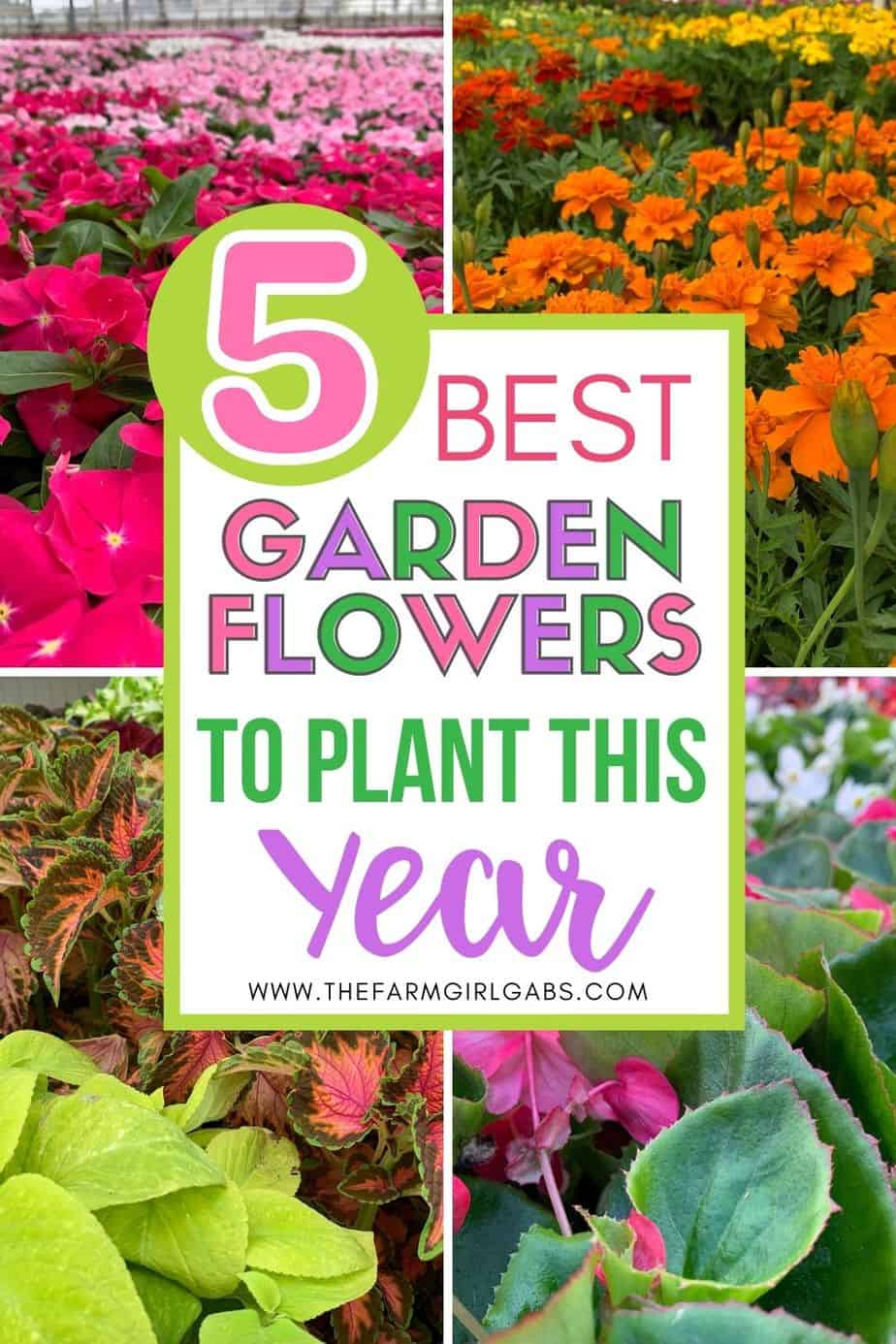 Five Easy Care Garden Flowers - www.thefarmgirlgabs.com