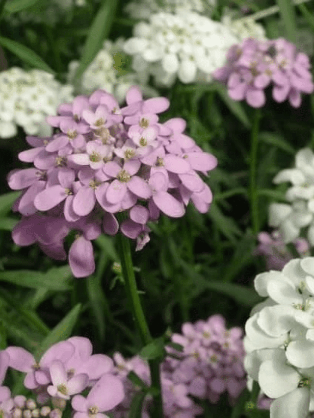 The Best Perennial Flowers For Early Spring Story - The Farm Girl Gabs®