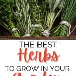 Best Herbs To Grow For Cooking