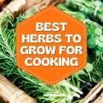 Best Herbs To Grow For Cooking
