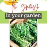 Best Herbs To Grow For Cooking