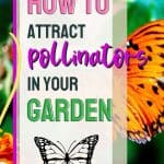 Pollinators rule when it comes to growing a garden. Here are tips on How to attract pollinators to your garden. Following these easy gardening tips and your garden will thrive when pollinators visit.
