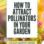 Pollinators rule when it comes to growing a garden. Here are tips on How to attract pollinators to your garden. Following these easy gardening tips and your garden will thrive when pollinators visit.