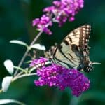 Pollinators rule when it comes to growing a garden. Here are tips on How to attract pollinators to your garden. Following these easy gardening tips and your garden will thrive when pollinators visit.