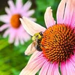 Pollinators rule when it comes to growing a garden. Here are tips on How to attract pollinators to your garden. Following these easy gardening tips and your garden will thrive when pollinators visit.