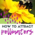 Pollinators rule when it comes to growing a garden. Here are tips on How to attract pollinators to your garden. Following these easy gardening tips and your garden will thrive when pollinators visit.