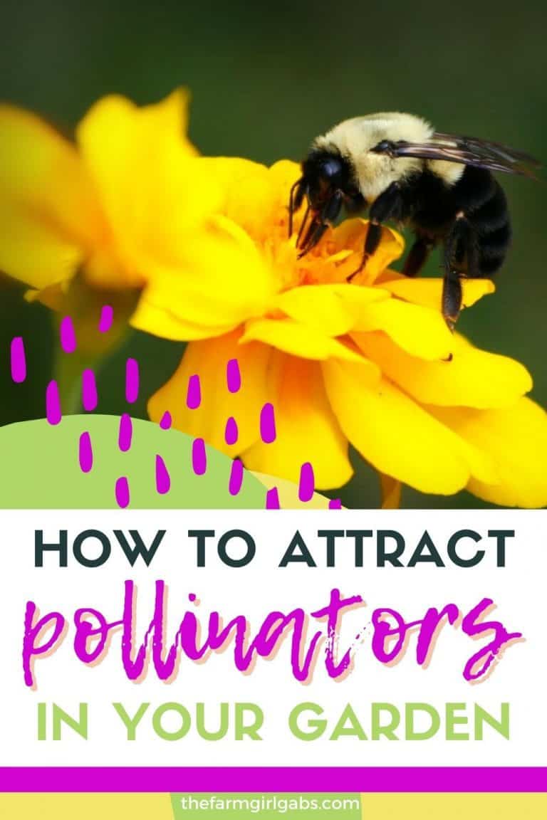 How to attract pollinators to your garden - The Farm Girl Gabs®