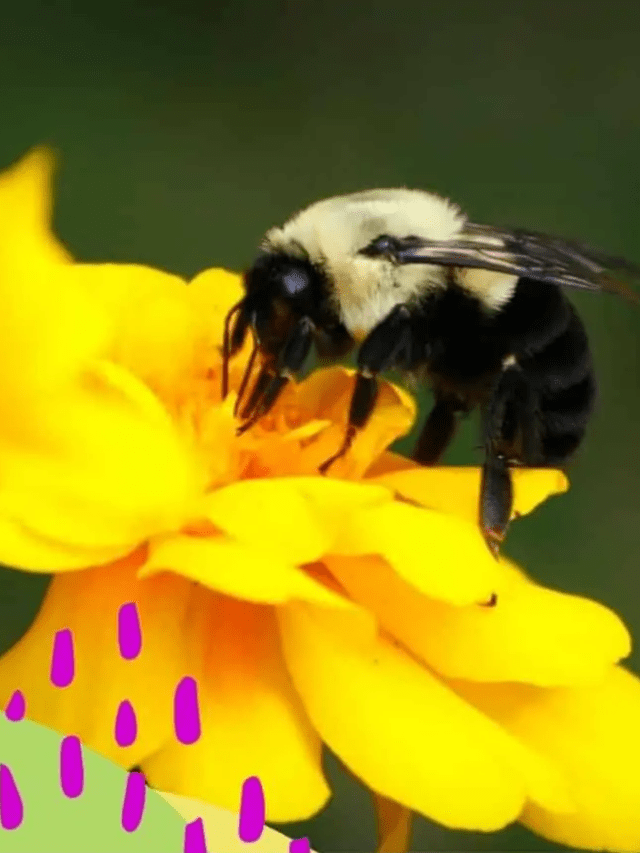 How To Attract Pollinators To Your Garden Story - The Farm Girl Gabs®