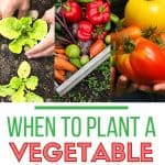Starting a backyard vegetable garden takes a little time and preparation. Not sure when to plant throughout the season? This post will guide you on When To Plant A Backyard Vegetable Garden. Follow these beginner gardening tips for a successful backyard garden.