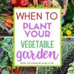 Starting a backyard vegetable garden takes a little time and preparation. Not sure when to plant throughout the season? This post will guide you on When To Plant A Backyard Vegetable Garden. Follow these beginner gardening tips for a successful backyard garden.