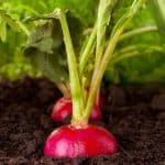 Starting a backyard vegetable garden takes a little time and preparation. Not sure when to plant throughout the season? This post will guide you on When To Plant A Backyard Vegetable Garden. Follow these beginner gardening tips for a successful backyard garden.