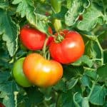 Starting a backyard vegetable garden takes a little time and preparation. Not sure when to plant throughout the season? This post will guide you on When To Plant A Backyard Vegetable Garden. Follow these beginner gardening tips for a successful backyard garden.