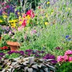 Colorful summer garden flowers are a great way to add life and beauty to your outdoor space this summer. There's no need to spend hours stressing about what to plant when you can find all of the perfect plants at your local garden center.