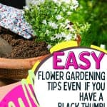 Colorful summer garden flowers are a great way to add life and beauty to your outdoor space this summer. There's no need to spend hours stressing about what to plant when you can find all of the perfect plants at your local garden center.