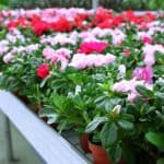 Colorful summer garden flowers are a great way to add life and beauty to your outdoor space this summer. There's no need to spend hours stressing about what to plant when you can find all of the perfect plants at your local garden center.