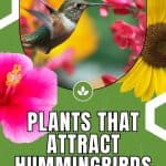 Delicate and enchanting, hummingbirds bring a touch of magic to any garden they visit. If you've ever dreamed of having these tiny wonders grace your outdoor space with their presence, look no further. In this post, we'll unveil the secrets to creating a hummingbird haven right in your own backyard. From choosing the perfect flowers to setting up enticing feeders, these tips will have your garden buzzing with vibrant energy and fluttering wings in no time