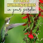 Delicate and enchanting, hummingbirds bring a touch of magic to any garden they visit. If you've ever dreamed of having these tiny wonders grace your outdoor space with their presence, look no further. In this post, we'll unveil the secrets to creating a hummingbird haven right in your own backyard. From choosing the perfect flowers to setting up enticing feeders, these tips will have your garden buzzing with vibrant energy and fluttering wings in no time